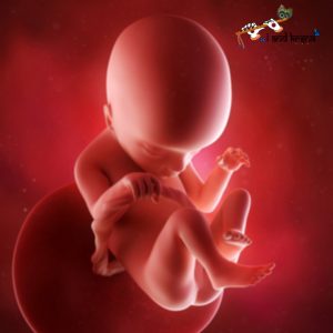 माँ जुड़वाँ बच्चों को उल्टी अवस्था में जन्म देती है जैसे कि वे गर्भ में पहली बार आए थे.