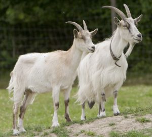 The story of he-goat and she-goat.
